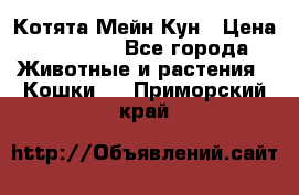 Котята Мейн Кун › Цена ­ 15 000 - Все города Животные и растения » Кошки   . Приморский край